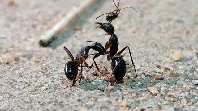 எறும்புகள்: போரில் உயிர்த் தியாகம் செய்து ராணி எறும்பைக் காக்கப் போராடுவது ஏன்?