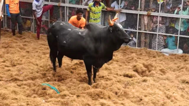 ஆண்டிச்சாமி கோவில் காளை