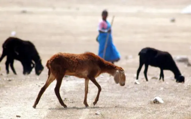 గొర్రెల కాపరులు