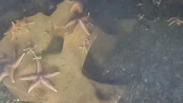 Na zdjęciu zrobionym pod wodą widać rozgwiazdy przyczepione do zardzewiałej amunicji.