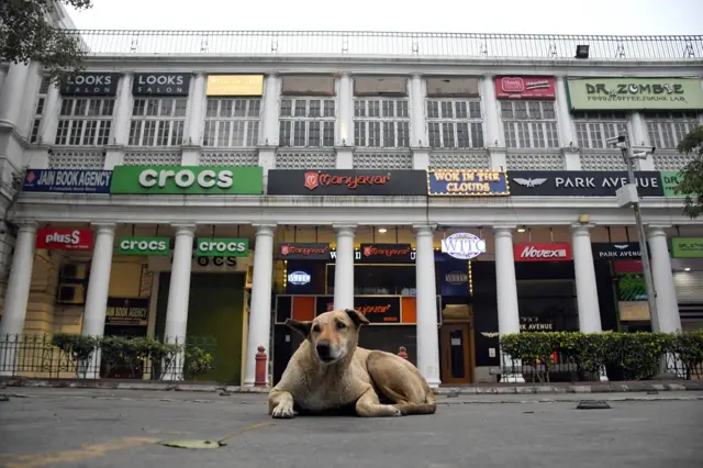 आवारा कुत्ता