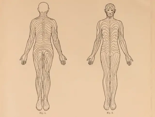 બ્લાશ્કોસ લાઈન્સ