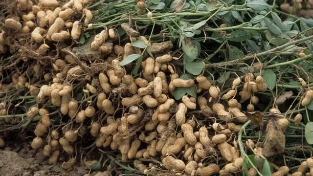 નિષ્ણાતો અનુસાર શેરડી, કઠોળ અને ડાંગરના પાકને વધુ નુકસાન થવાની શક્યતા છે