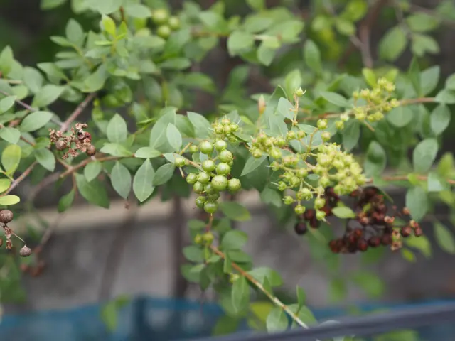 பருத்தியிலிருந்து பேட்டரி