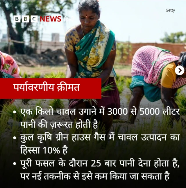 धान उत्पादन