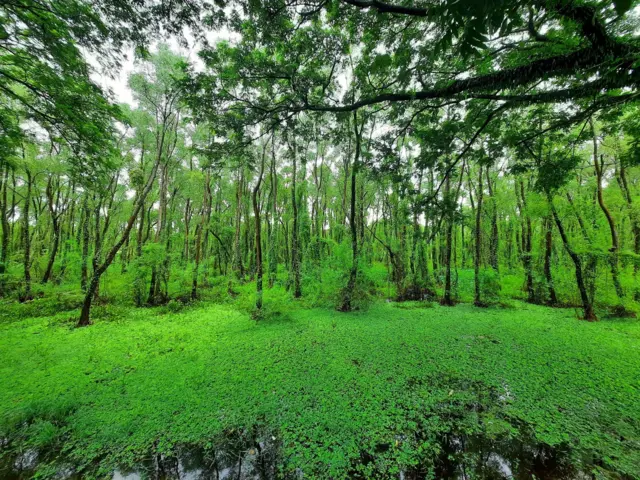 Yalangoch hol qizlarning fotosuratlari