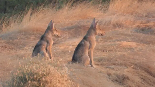 બીબીસી ગુજરાતી, ગુજરાતમાં વરુ, વરુ, ગુજરાતના જંગલમાં વરુ