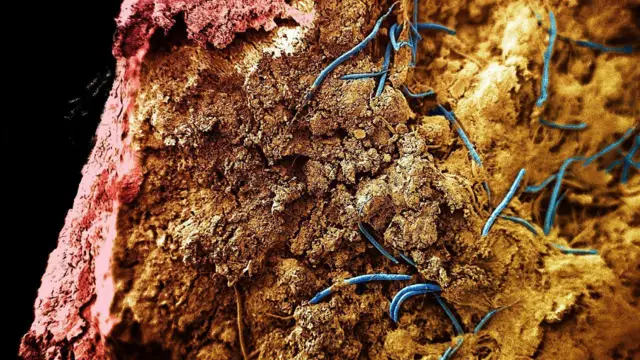 Una imagen ampliada de docenas de gusanos de color azul brillante que se arrastran sobre una superficie rocosa rugosa de color marrón, rojo y dorado. 