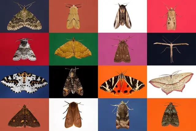 Ngengat dengan berbagai jenis dalam kotak berwarna-warni.