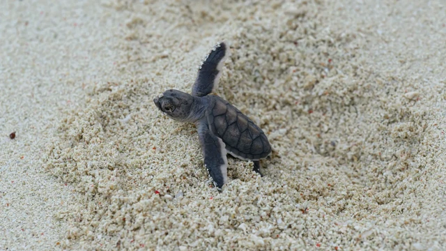 Bir deniz kaplumbağası kumsalda yüzgeçlerini iki kenara doğru açmış, yürümeye çalışıyor