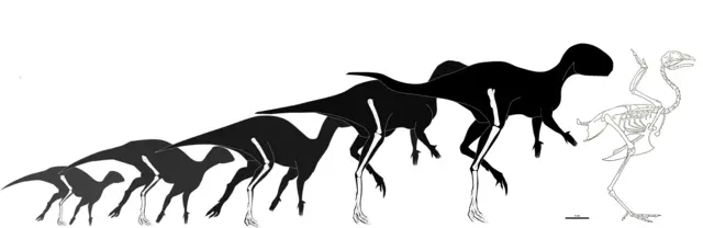 Un gráfico que muestra la silueta de un dinosaurio cuyo tamaño aumenta de izquierda a derecha. En el extremo derecho se ve el esqueleto de un pollo, de un tamaño similar al de la Foskeia más grande.