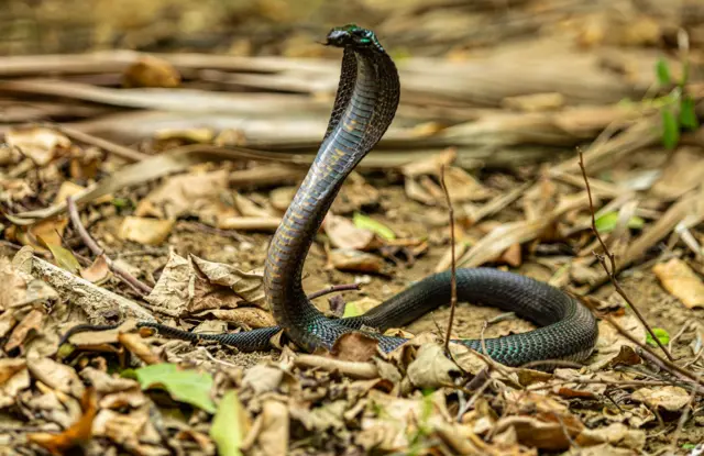 કોબ્રા સાપ