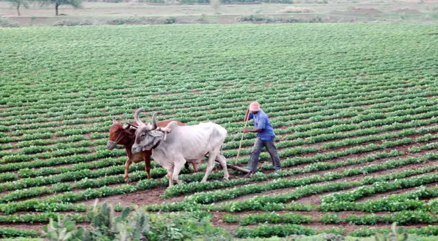 ગુજરાત, મગફળીનું ઉત્પાદન, મગફળીનું વાવેતર, ગુજરાતની ખેતી, કપાસનું વાવેતર, મગફળીના બજારભાવ, સરકારી ટેકાના ભાવ, જૂનાગઢ, રાજકોટ, મોરબી, બીબીસી ગુજરાતી, ભારતમાં ખેતી
