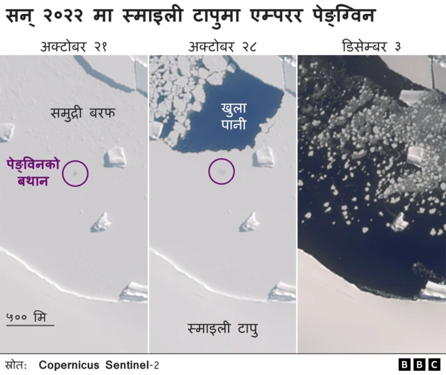 इम्प्रेरर पेङ्विन