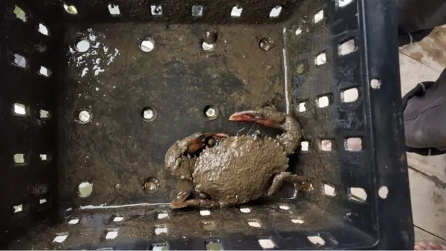 এরকম ছোট বাক্সে করে কাঁকড়া পুকুরে রাখা হয়।