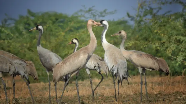 છારી ઢંઢ, રામસર સાઇટ, બીબીસી ગુજરાતી, કચ્છ, હેરિટેજ સ્થળ, ઐતિહાસિક સ્થળો, ગુજરાતનાં જાણીતાં સ્થળો, પર્યાવરણ