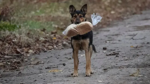 Бездомний собака стоїть посеред вулиці сам із пакетом хліба в зубах 