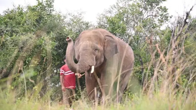 ஆந்திரப் பிரதேச துணை முதல்வர் பவன் கல்யாண் கர்நாடகாவிலிருந்து கொண்டு வந்த பழக்கப்படுத்தப்பட்ட யானைகள்