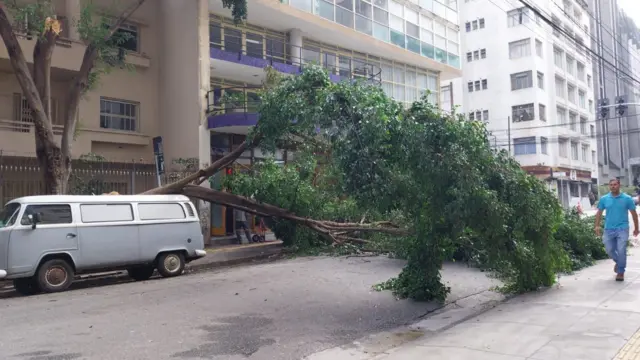 Árvore tombada na rua, com pedestre caminhando ao lado