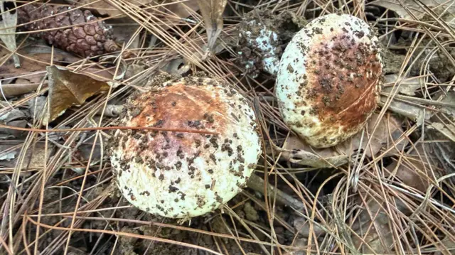 Jamur di hutan pinus berbentuk seperti roti.