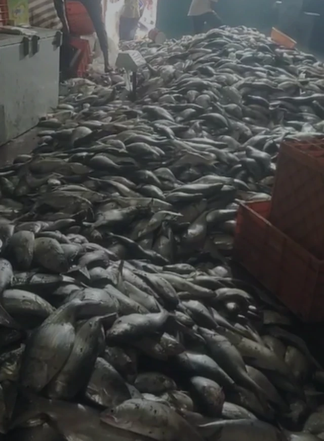 2025ના મેં, જૂન, જુલાઈમાં જોવા મળેલ હિલ્સાના જથ્થાની તસવીર