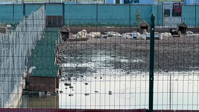 Barınağın açık alanında bazı kulübeler ve köpekler gözüküyor. Alanın bir kısmı su altında.