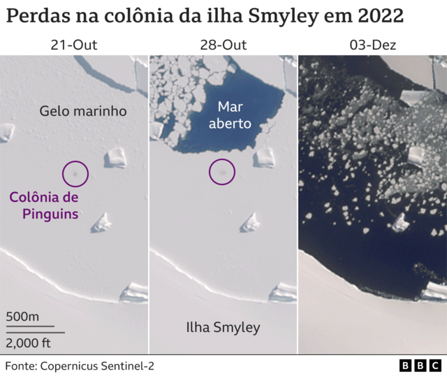 Imagens de satélite mostram perdas na colônia de pinguins da ilha Smyley