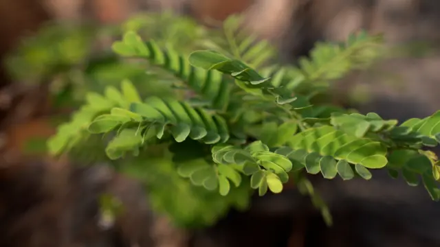 చింతపండు