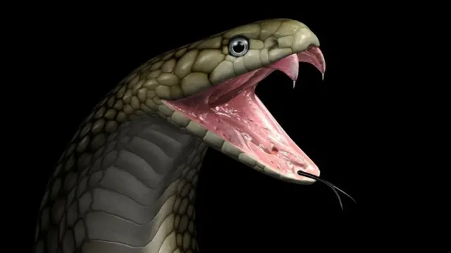 ગળામાં સાપ વિંટાળવાથી મૃત્યુ, સાપ પકડવાની સારવાર, સાપ પકડતી વખતે શું ધ્યાન રાખવું, બીબીસી ગુજરાતી 