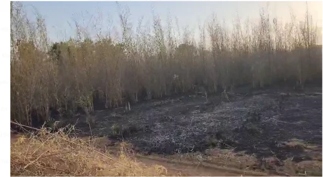 અરવલ્લી જિલ્લામાં દવના કારણે જંગલમાં થયેલું નુકસાન