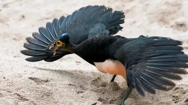 Maleo, hewan dilindungi