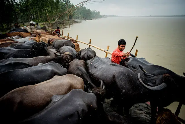 বাংলাদেশে গরু পাচারের সূত্রেই অনুব্রত মন্ডল কোটি কোটি টাকা বানিয়েছেন বলে অভিযোগ