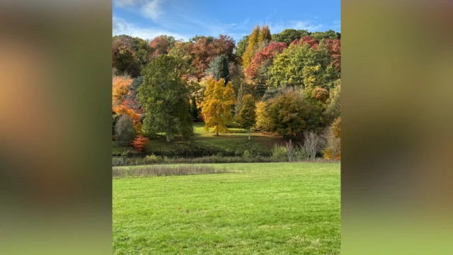 Una escena de bosque otoñal con árboles multicolores y un campo verde en primer plano.