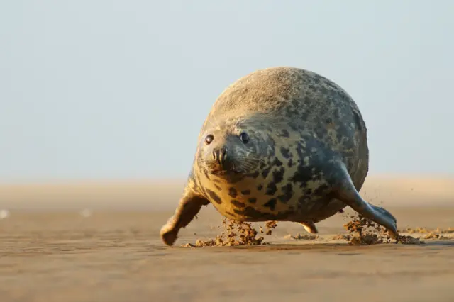 A grey seal just above beach as it projects itself
