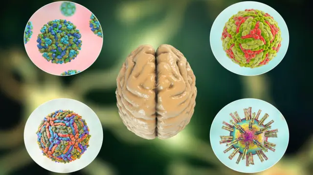 EEE வைரஸ், கொசு