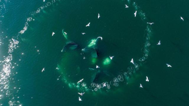 Fotografia colorida mostra baleias mergulhando no mar e formando uma espiral de fibonacci 
