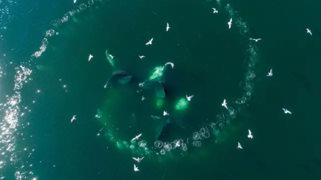 Fotografia colorida mostra baleias mergulhando no mar e formando uma espiralsite de aposta com depósito mínimo de r 1fibonacci 