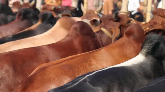 গরুর হাট