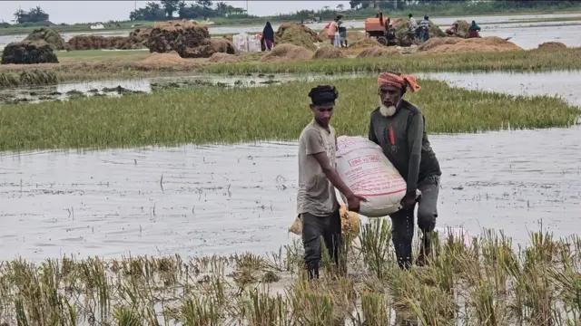 পানিতে ধানগাছ। ধান কেটে সেখানেই মাড়াইয়ের কাজ করতে দেখা গেছে কিছু এলাকায়। 
