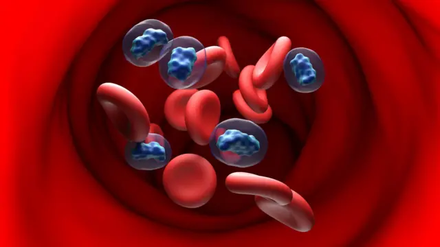 টেস্টোস্টেরন মলিকিউল