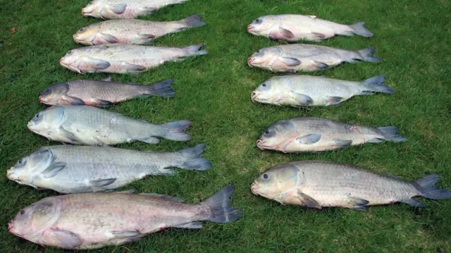 Peixes mortos enfileirados num gramado