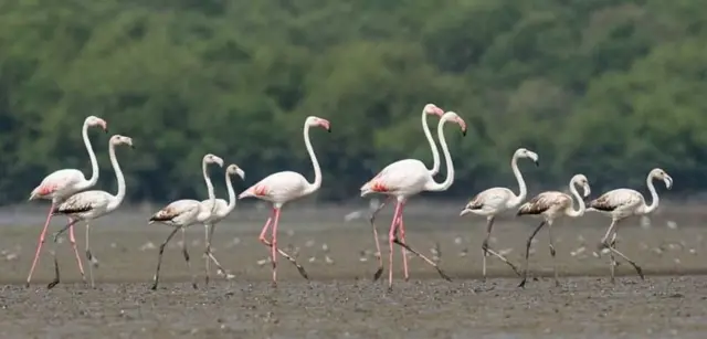 மும்பையில் விமானம் மோதி இறந்த 30க்கும் மேற்பட்ட பூநாரைகள் - என்ன நடந்தது?