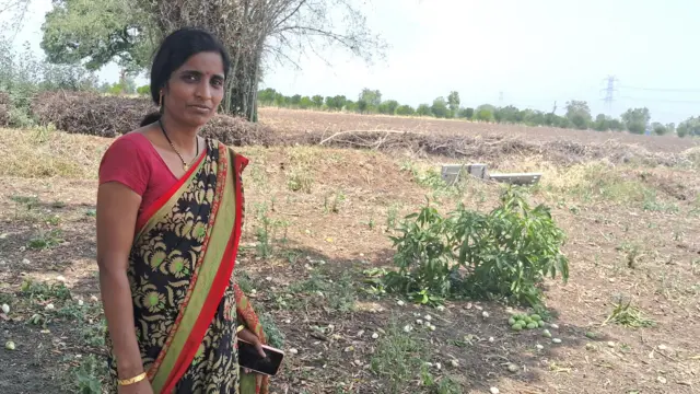 शेतकरी पद्मा या बहुपीक पद्धतीने दर्जेदार पीक घेत आहेत.