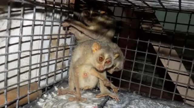 हे प्राणी आकारानं खूप लहान असतात.