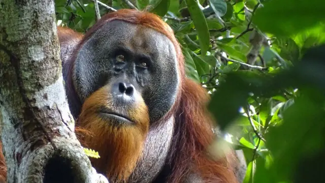 Raskus com a bochecha curada um mês após tê-la tratado com plantas