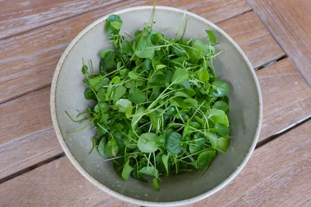 Tigela branca contendo agrião sobre uma mesa de madeira