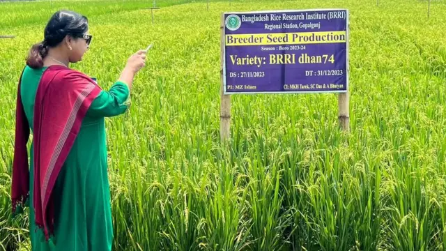 ধান গবেষণার ক্ষেত