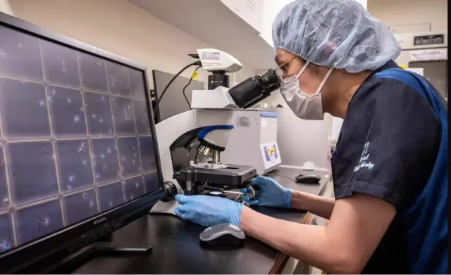 Qorannoo sanyii kormaa