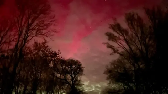 Los árboles en silueta parecen inclinarse ante el espectacular verde y el intenso rosa del cielo.