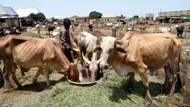 Man feeding his cattle